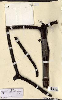 spécimen de Hyphaene sp.