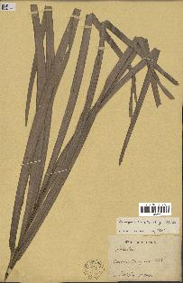 spécimen de Attalea sp.