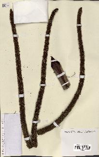 spécimen de Hyphaene sp.