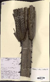 spécimen de Hyphaene sp.