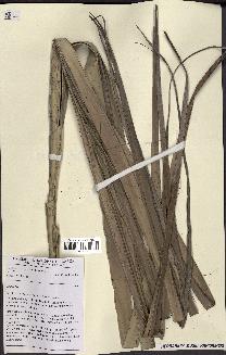 spécimen de Hyphaene sp.