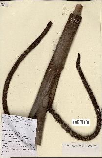 spécimen de Hyphaene sp.