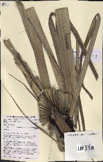 spécimen de Hyphaene sp.