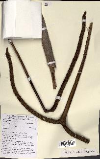 spécimen de Hyphaene sp.