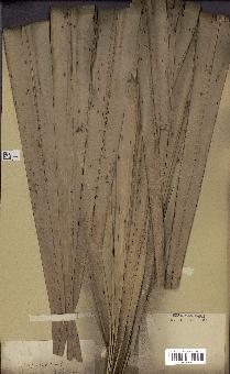 spécimen de Hyphaene sp.