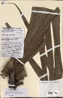 spécimen de Hyphaene guineensis