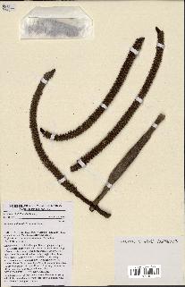 spécimen de Hyphaene guineensis