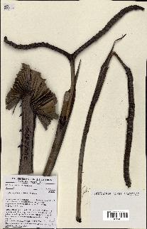spécimen de Hyphaene guineensis