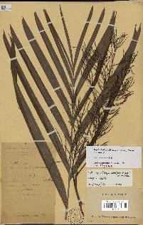 spécimen de Dypsis rivularis