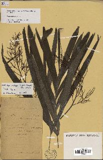spécimen de Dypsis rivularis
