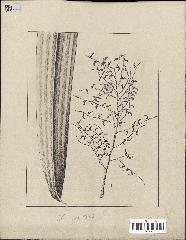 spécimen de Dypsis rivularis