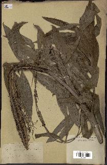 spécimen de Desmoncus polyacanthos