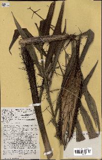 spécimen de Desmoncus orthacanthos