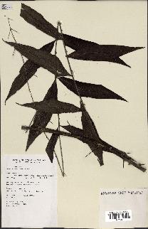 spécimen de Desmoncus orthacanthos