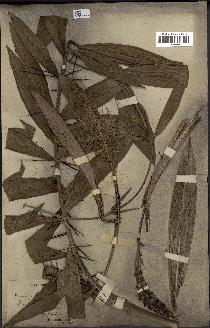 spécimen de Desmoncus orthacanthos