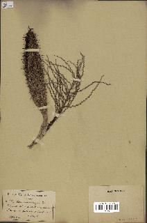spécimen de Desmoncus major