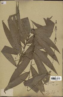 spécimen de Desmoncus major