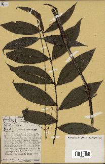 spécimen de Desmoncus macroacanthos