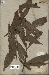 spécimen de Desmoncus sp.