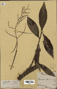 spécimen de Desmoncus sp.