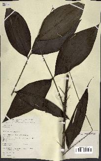 spécimen de Desmoncus sp.
