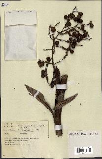 spécimen de Desmoncus sp.