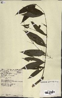 spécimen de Desmoncus sp.