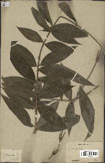 spécimen de Desmoncus ataxacanthus