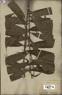 spécimen de Desmoncus ataxacanthus