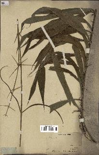 spécimen de Desmoncus ataxacanthus