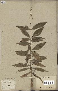 spécimen de Desmoncus ataxacanthus