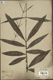 spécimen de Desmoncus chinantlensis