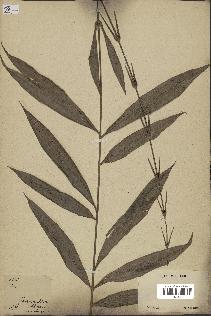 spécimen de Desmoncus chinantlensis