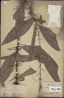 spécimen de Desmoncus sp.