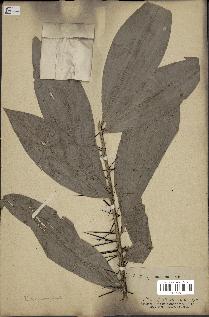 spécimen de Desmoncus sp.