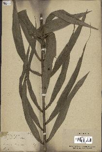spécimen de Desmoncus sp.