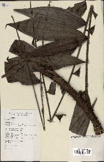 spécimen de Desmoncus sp.
