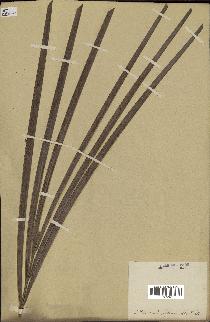 spécimen de Cocos nucifera