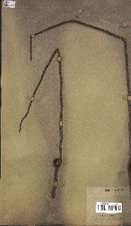 spécimen de Cocos nucifera