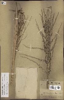 spécimen de Butia paraguayensis