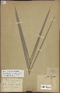 spécimen de Butia paraguayensis