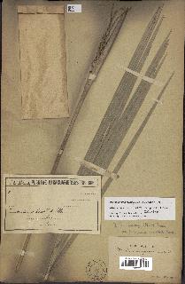 spécimen de Butia paraguayensis