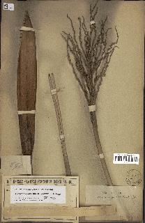 spécimen de Butia paraguayensis