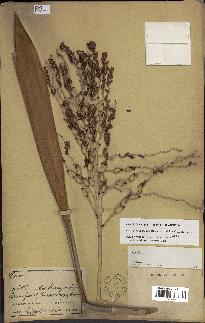spécimen de Butia paraguayensis