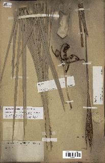 spécimen de Butia paraguayensis