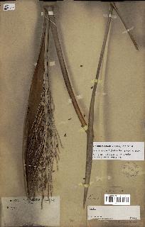 spécimen de Butia paraguayensis