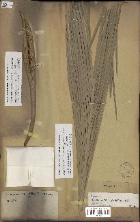 spécimen de Butia paraguayensis