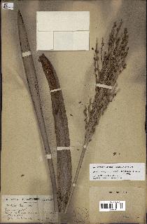 spécimen de Butia paraguayensis
