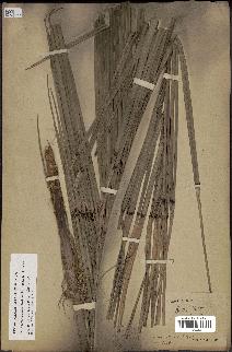 spécimen de Butia paraguayensis