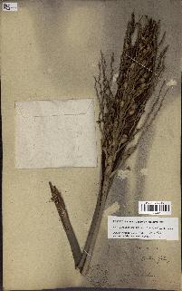 spécimen de Butia paraguayensis